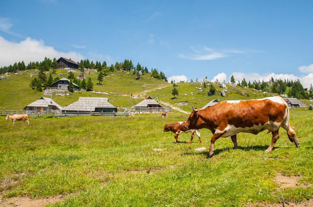 Chalet Tisa Velika Planina Стаховица Номер фото