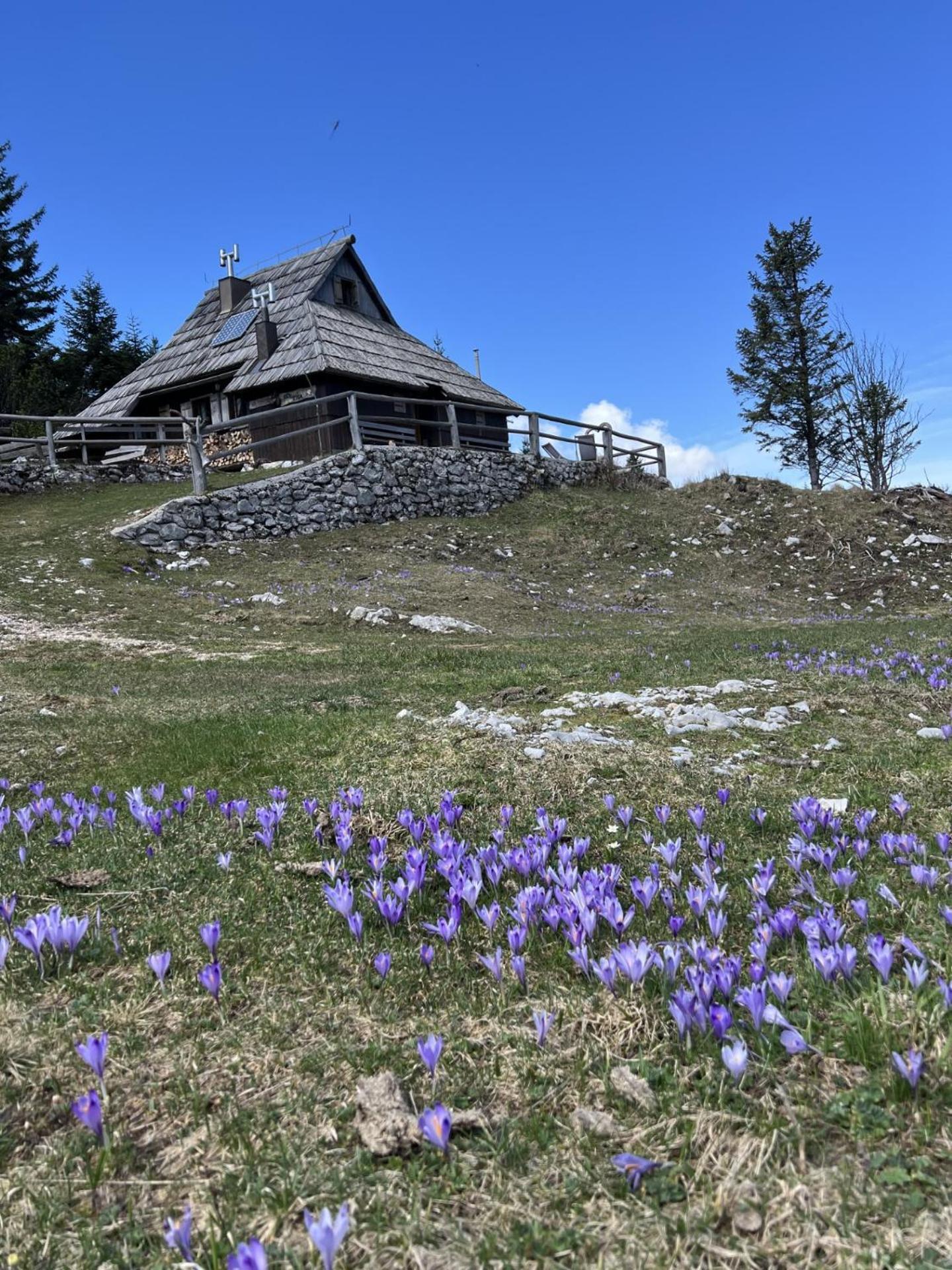 Chalet Tisa Velika Planina Стаховица Экстерьер фото
