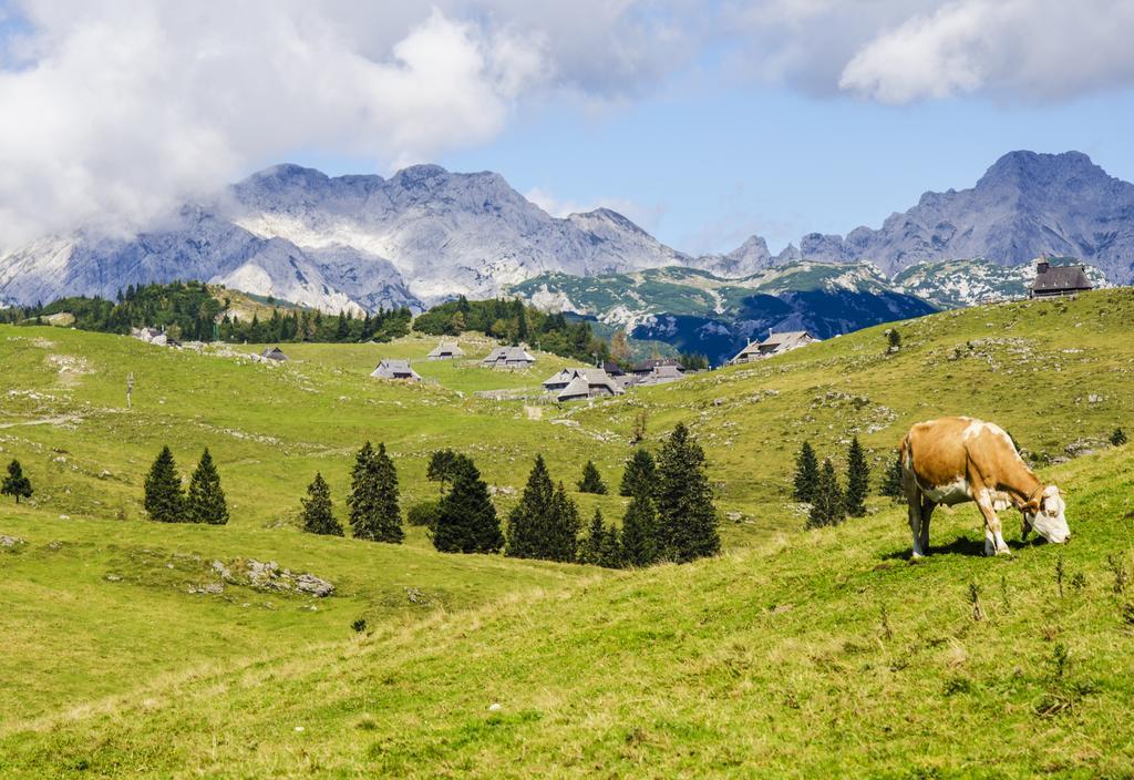 Chalet Tisa Velika Planina Стаховица Номер фото